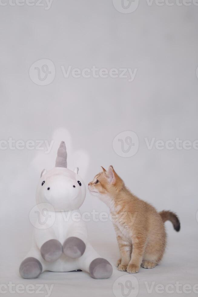 A kitten on a white background plays with a plush unicorn toy photo