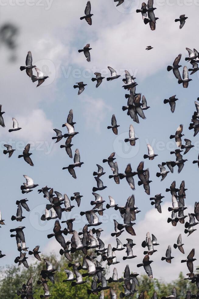 A flock of pigeons is flying photo