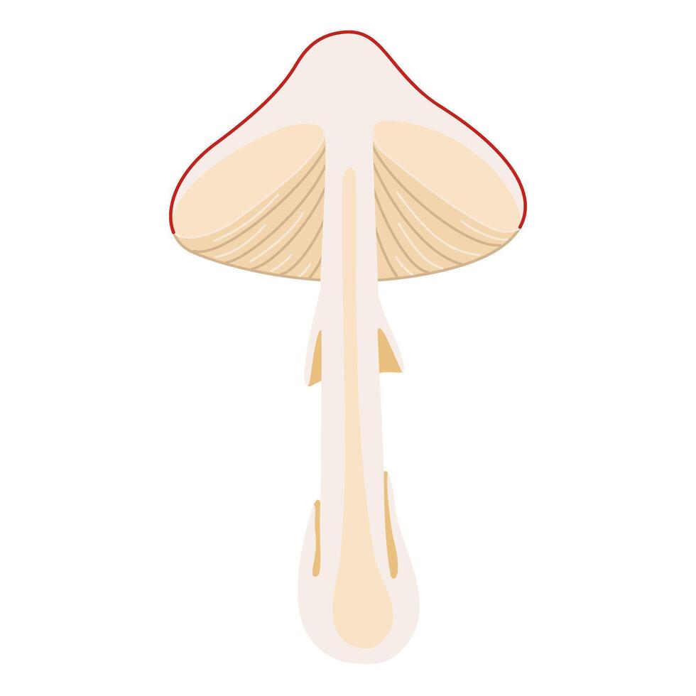 Fly agaric mushroom in section, red poison mushroom. Hand drawn half a Amanita muscaria. Hallucinogenic, psychedelic forest mushroom. Trendy flat style magic fungus isolated illustration vector