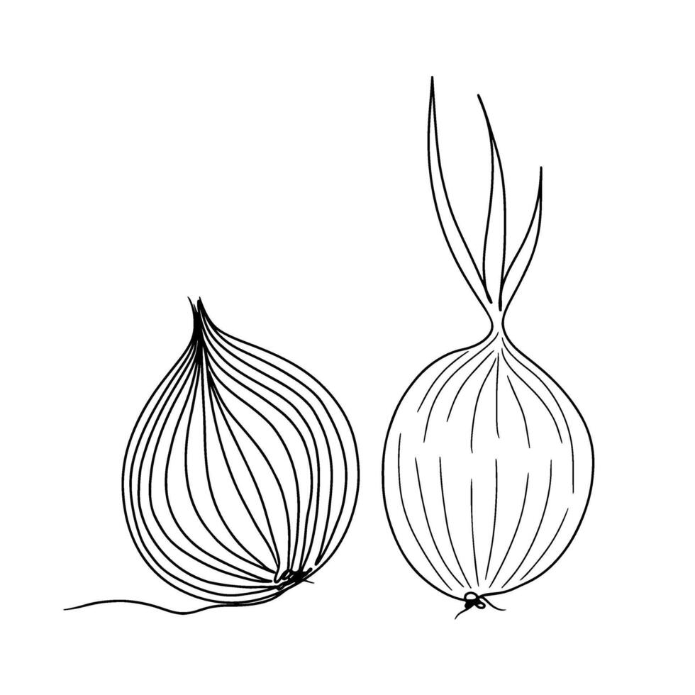 Continuous one line drawing of onion. Doodle illustration vector