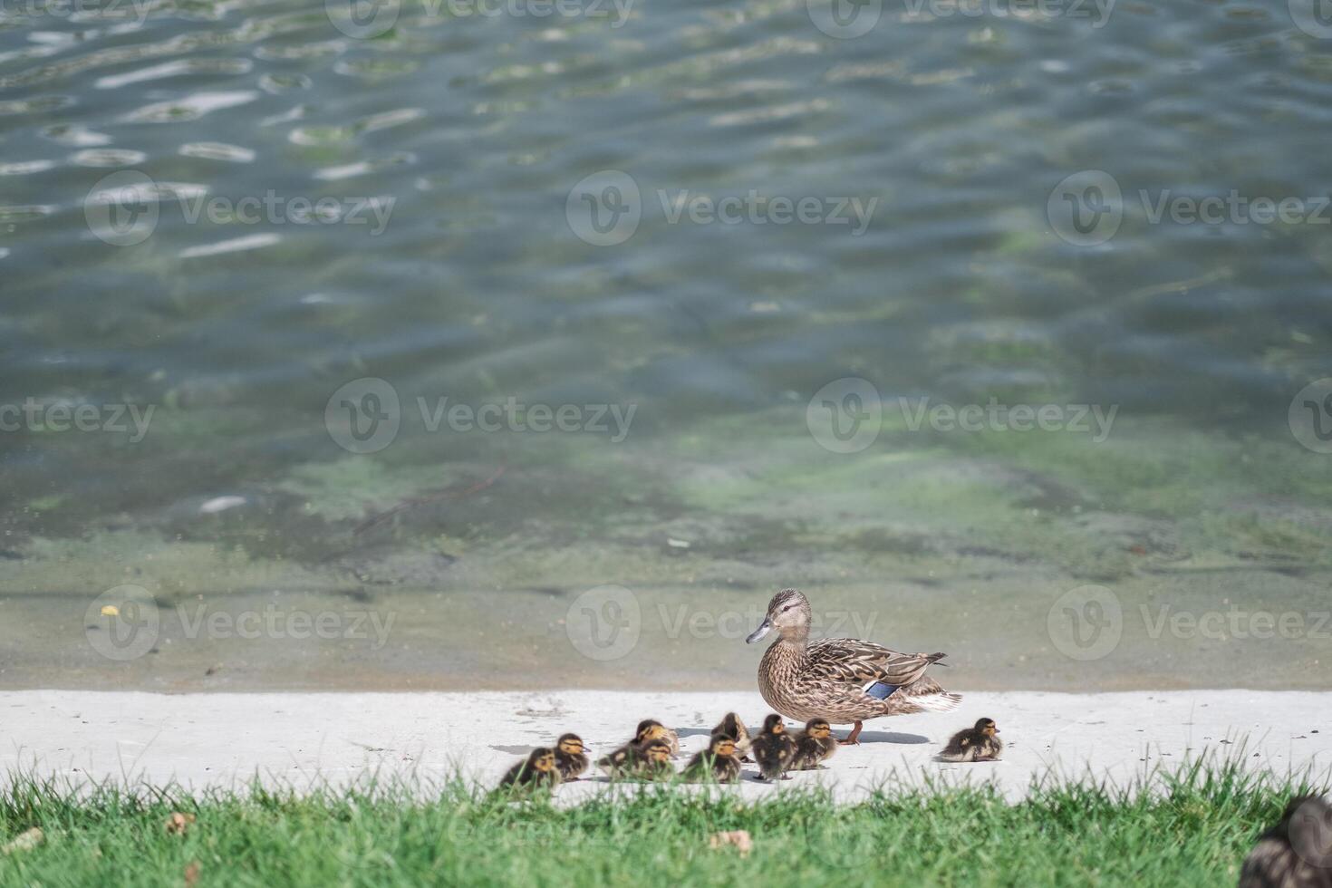 a duck with ducklings by the water photo