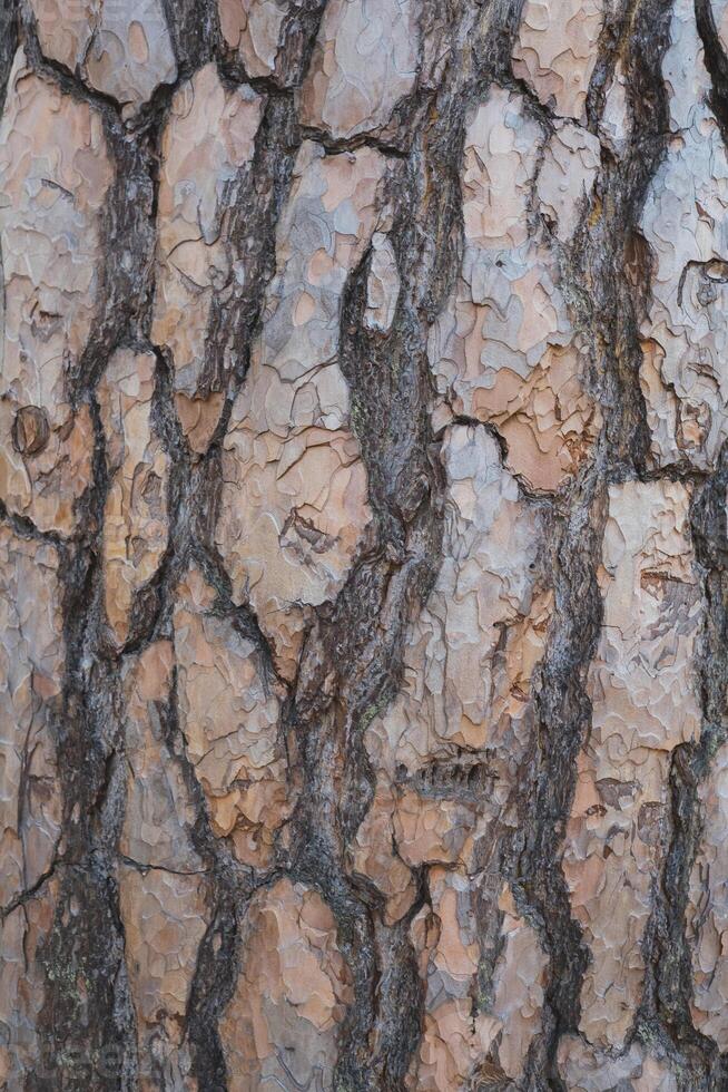texture, pine bark photo