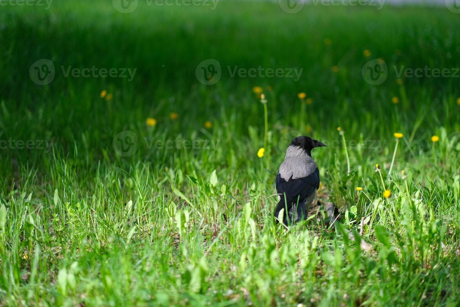 A crow is sitting on the grass photo