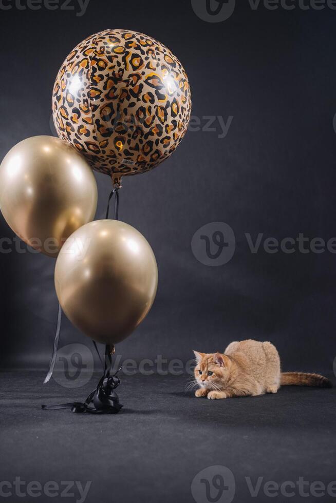 a golden-colored British breed cat on a black background with balls photo