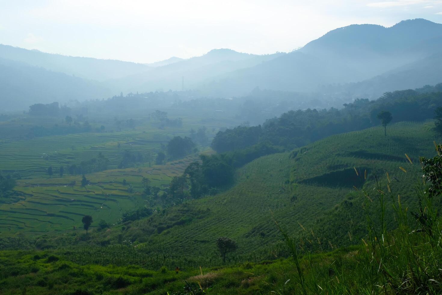 Photography of the misty slopes of a tobacco plantation. Textured Background of plantation. Graphic Resources. Industrial Agricultural Photography. Panoramic landscape. Nature Photography Concept. photo