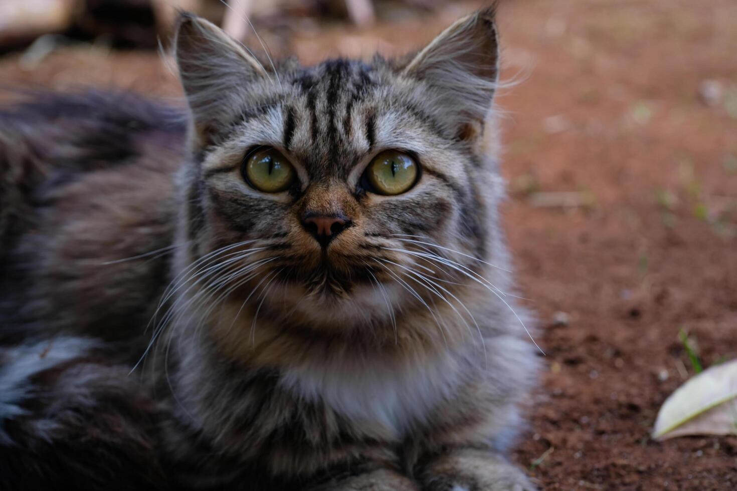 Photography of striped cat sitting on the ground. Macroo shot of striped cat relaxing. Graphic Resources. Animal themes. Animal close-up. Nature Photography Concept. Shot in macro lens photo