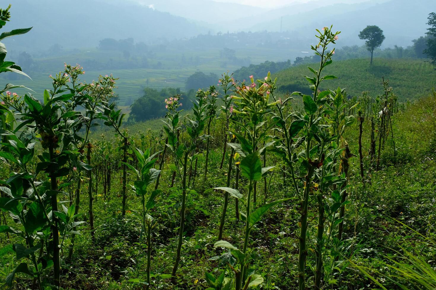 Tobacco Plantation Fields in Bandung, Indonesia. Textured Background of plantation on the mountain slopes. Graphic Resources. Industrial Agricultural Photography. Panoramic landscape. Nature Photograp photo