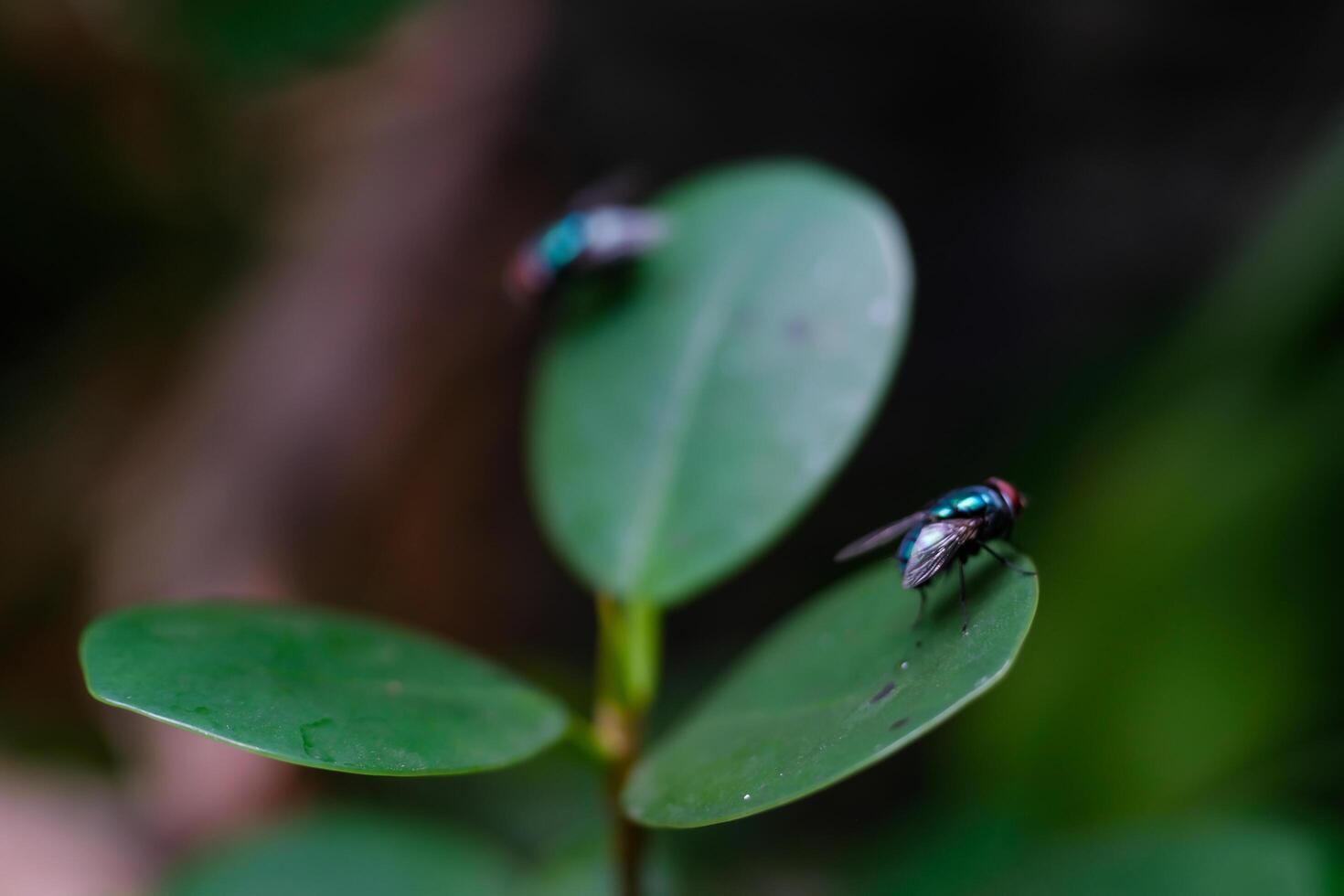 Photography of green flies on a round leaf. Macro shot of green fly in the wild isolated. Graphic Resources. Animal Themes. Animal Closeup. Nature Photography Concept. Macrophotography photo