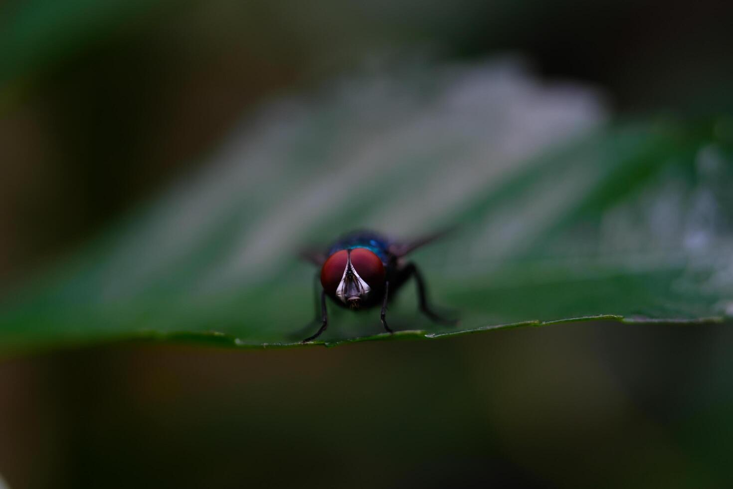 Photography of green flies on the edge of a leaf. Macro shot of green fly in the wild isolated. Graphic Resources. Animal Themes. Animal Closeup. Nature Photography Concept. Macro Photography photo