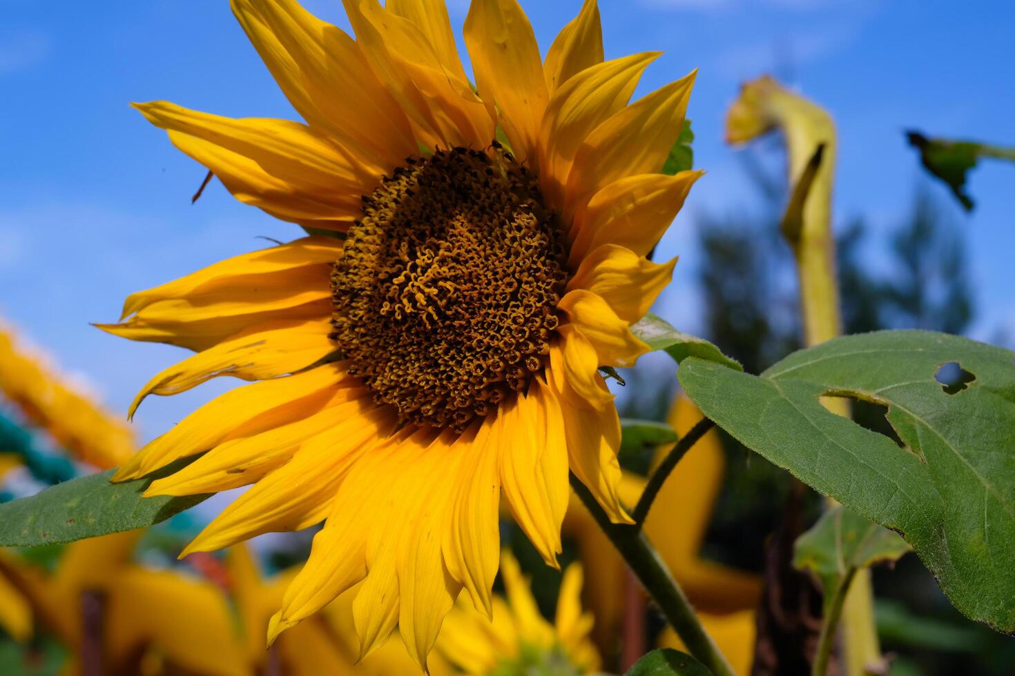 Photography of Sunflowers in the morning. Textured Detail of Sunflower Plantation. Graphic Resources. Macro Photography. Plants Close-up. Nature Photography Concept. photo