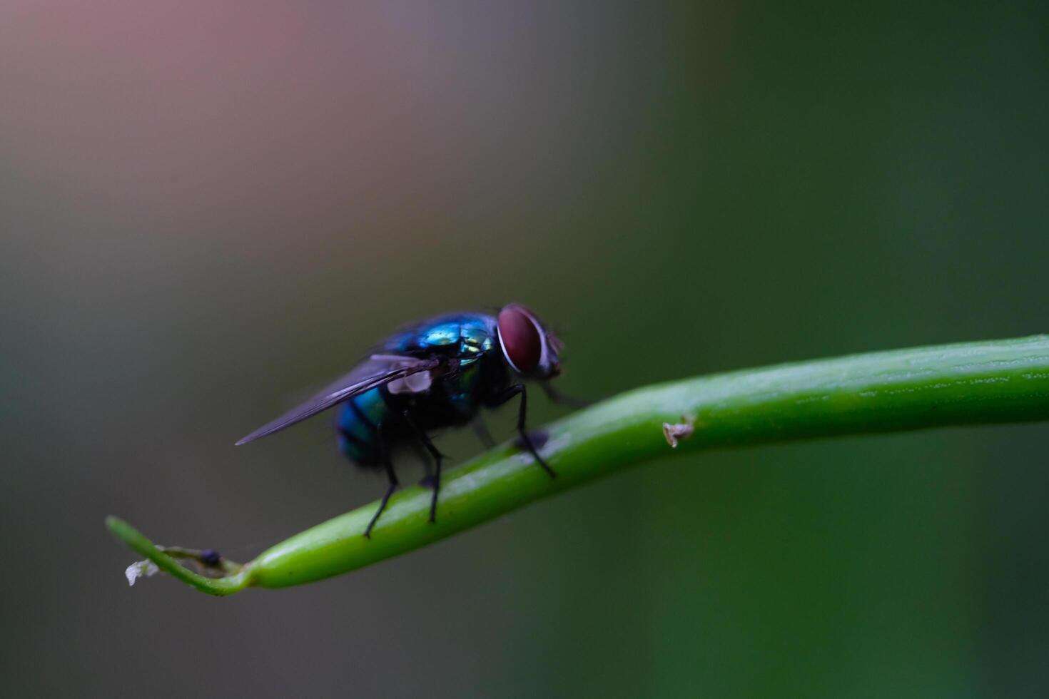 Photography of green flies on a green stalk. Macro shot of green fly in the wild isolated. Graphic Resources. Animal Themes. Animal Closeup. Nature Photography Concept. Macro Photography photo