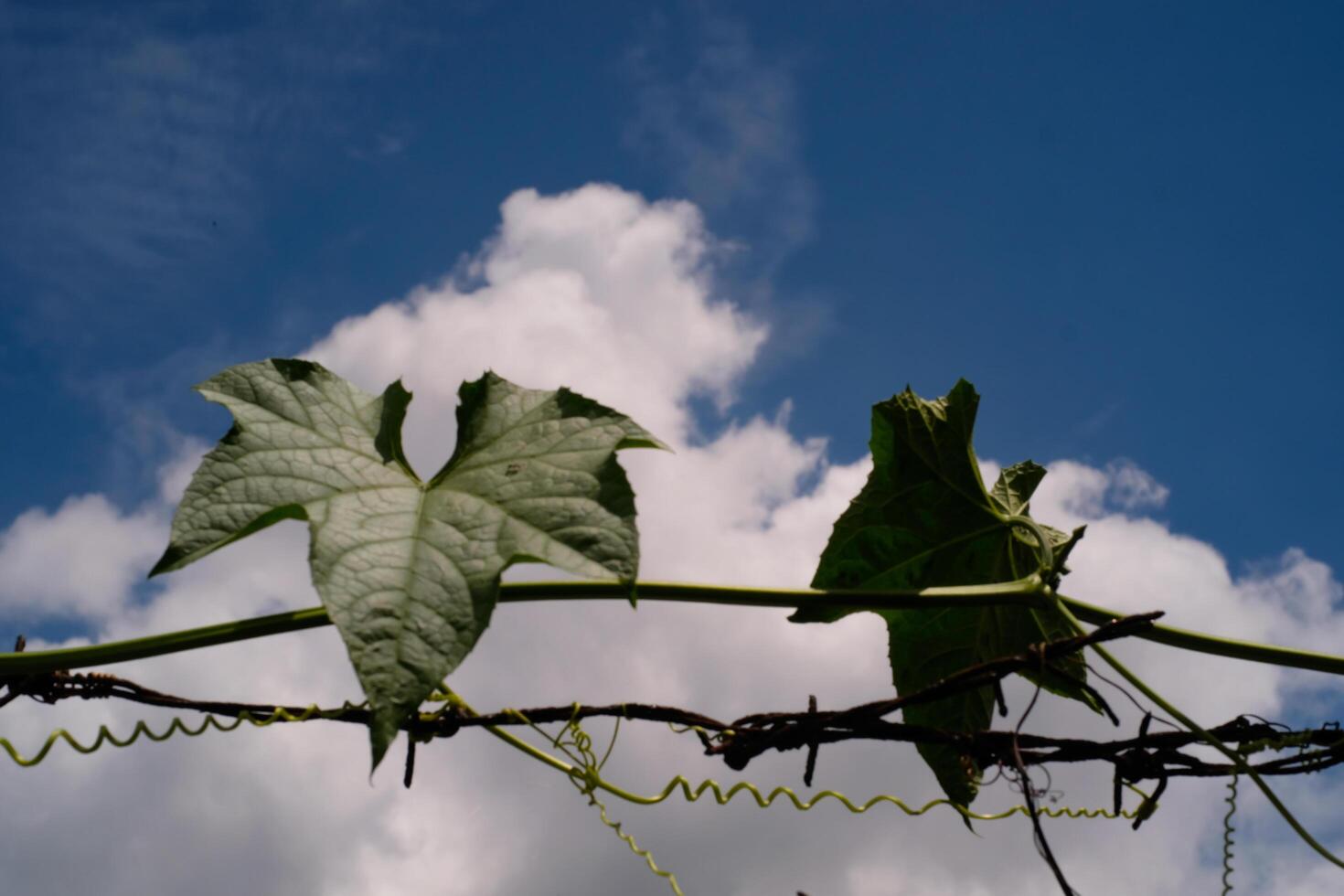 Photography of pumpkin plants creeping across a thorny fence. Vines on a thorny fence with a blue sky background. Graphic Resources. Textured Background. Wallpapers. Nature Photography Concept photo