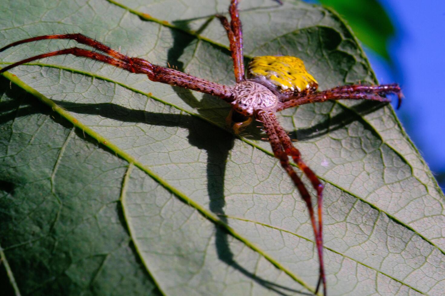 Macro Photography Yellow garden spider. Animal Closeups. Macro photo Yellow garden spider or Argiope Appensa hiding in the leaves. Photographed using a macro lens. Bandung - Indonesia. Macro