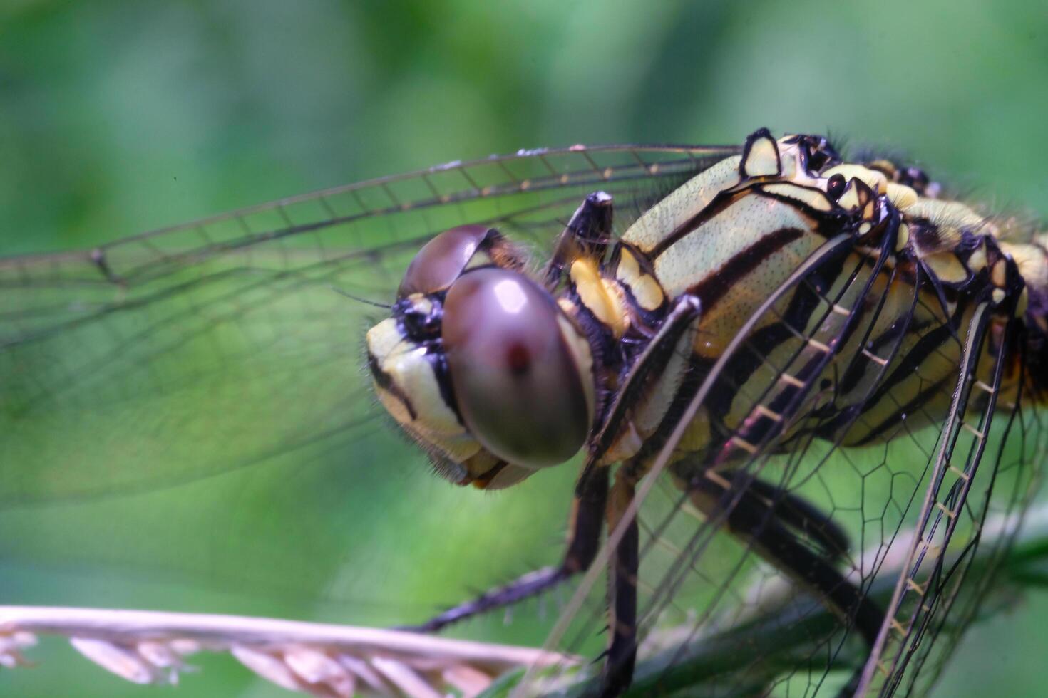 Photography of a dragonfly perched on a weed. Macro shot of a dragonfly in the wild. Graphic Resources. Animal Themes. Animal Closeup. Nature Photography Concept. Shot in macro lens photo