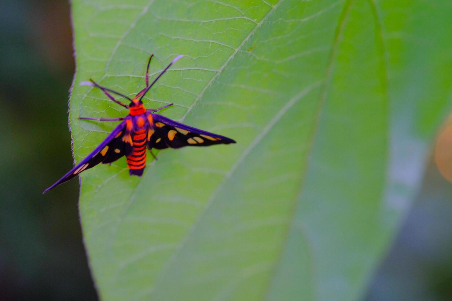 Macro Photography of Wasp Moth. Animal Closeups. Macro photo of a Wasp Moth or Amata Huebneri perched vertically on a leaf. Photographed using a macro lens. Bandung - Indonesia. Macro