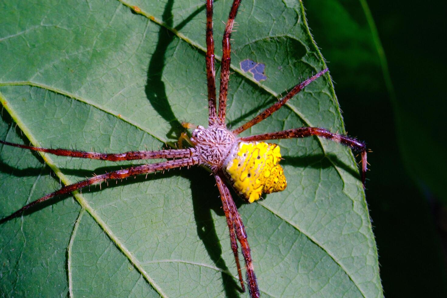 Macro Photography Yellow garden spider. Animal Closeups. Macro photo Yellow garden spider or Argiope Appensa hiding in the leaves. Photographed using a macro lens. Bandung - Indonesia. Macro