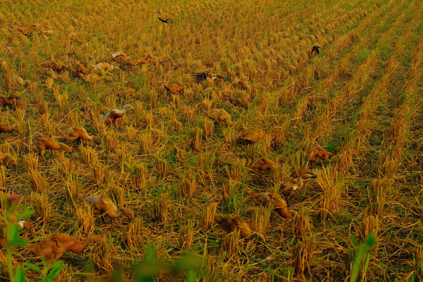 Landscape Photography. Beautiful Scenery. Background view of barren rice fields after the rice harvest. Dry and barren rice fields. Bandung - Indonesia. photo