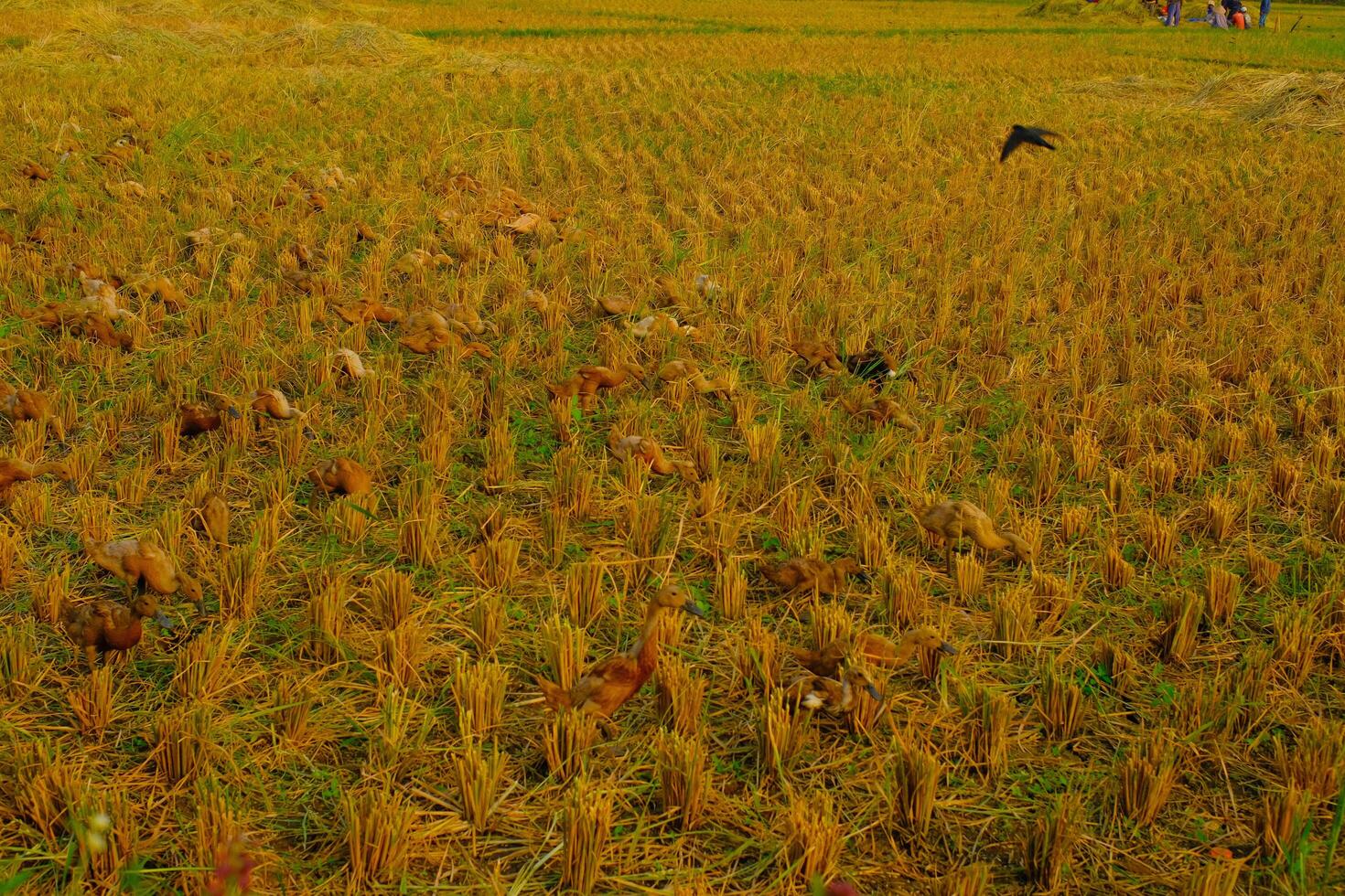 Landscape Photography. Beautiful Scenery. Background view of barren rice fields after the rice harvest. Dry and barren rice fields. Bandung - Indonesia. photo
