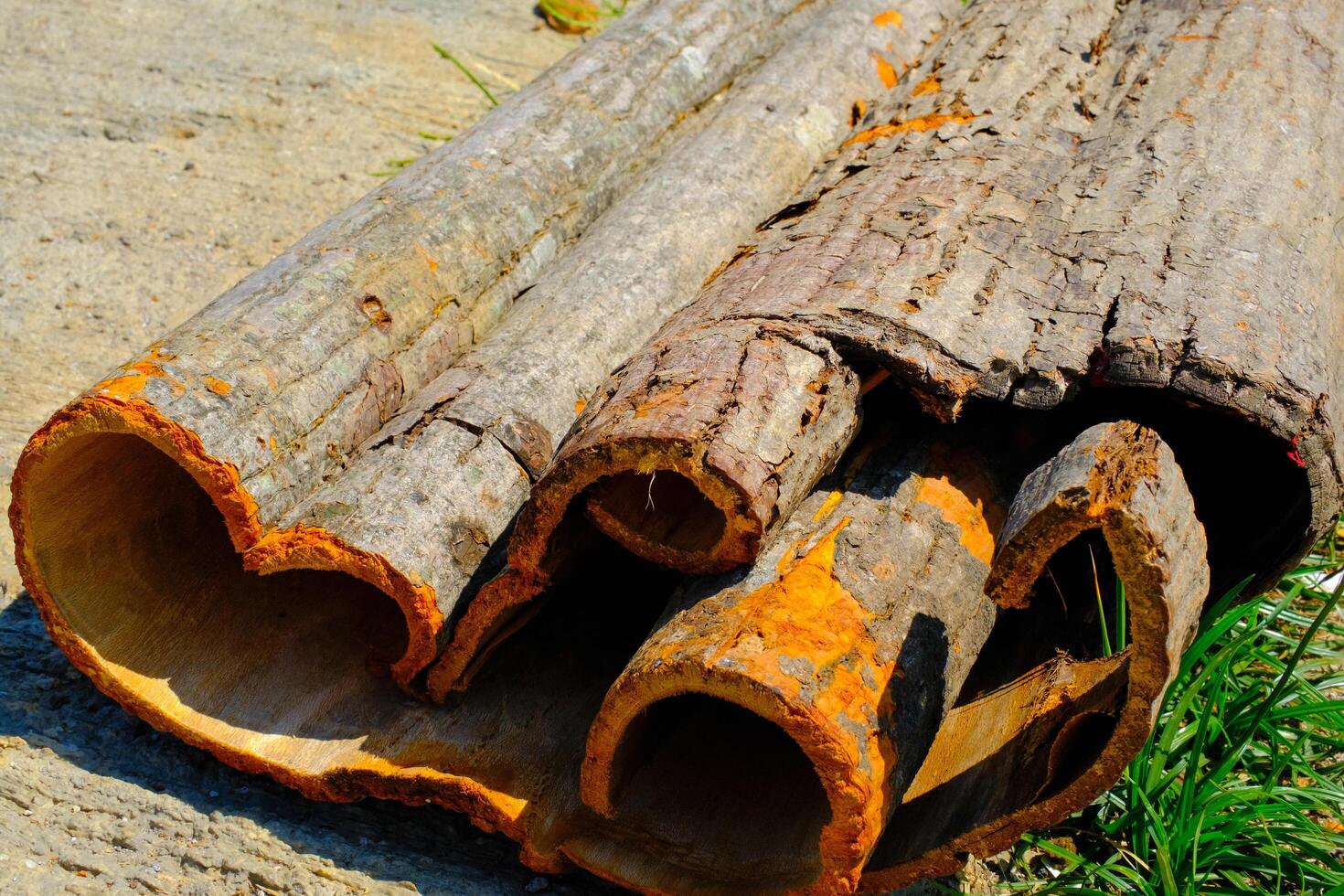 Texture and Background Photography. Photo of the texture of peeled tree bark. A whole tree bark that is peeled and dried in the sun on the side of the road. Bandung - Indonesia