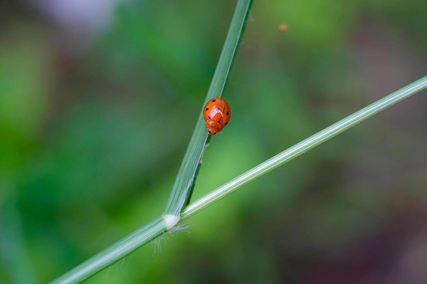 Macrophotography Red Ladybug in a weed. Close up photo of red ladybug living in the wild. Graphic Resources. Animal Themes. Animal Close Up. Macro Photography