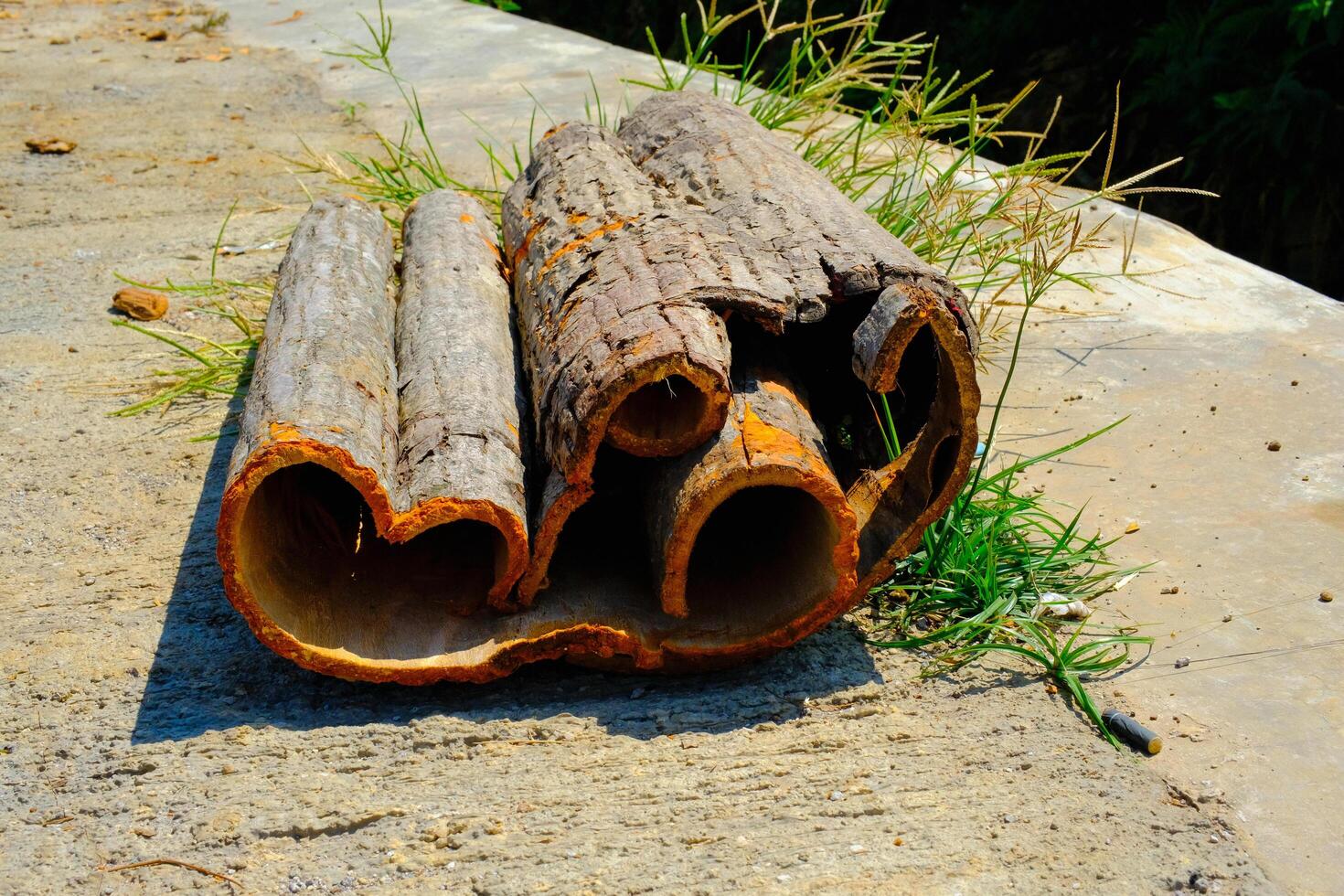 Texture and Background Photography. Photo of the texture of peeled tree bark. A whole tree bark that is peeled and dried in the sun on the side of the road. Bandung - Indonesia