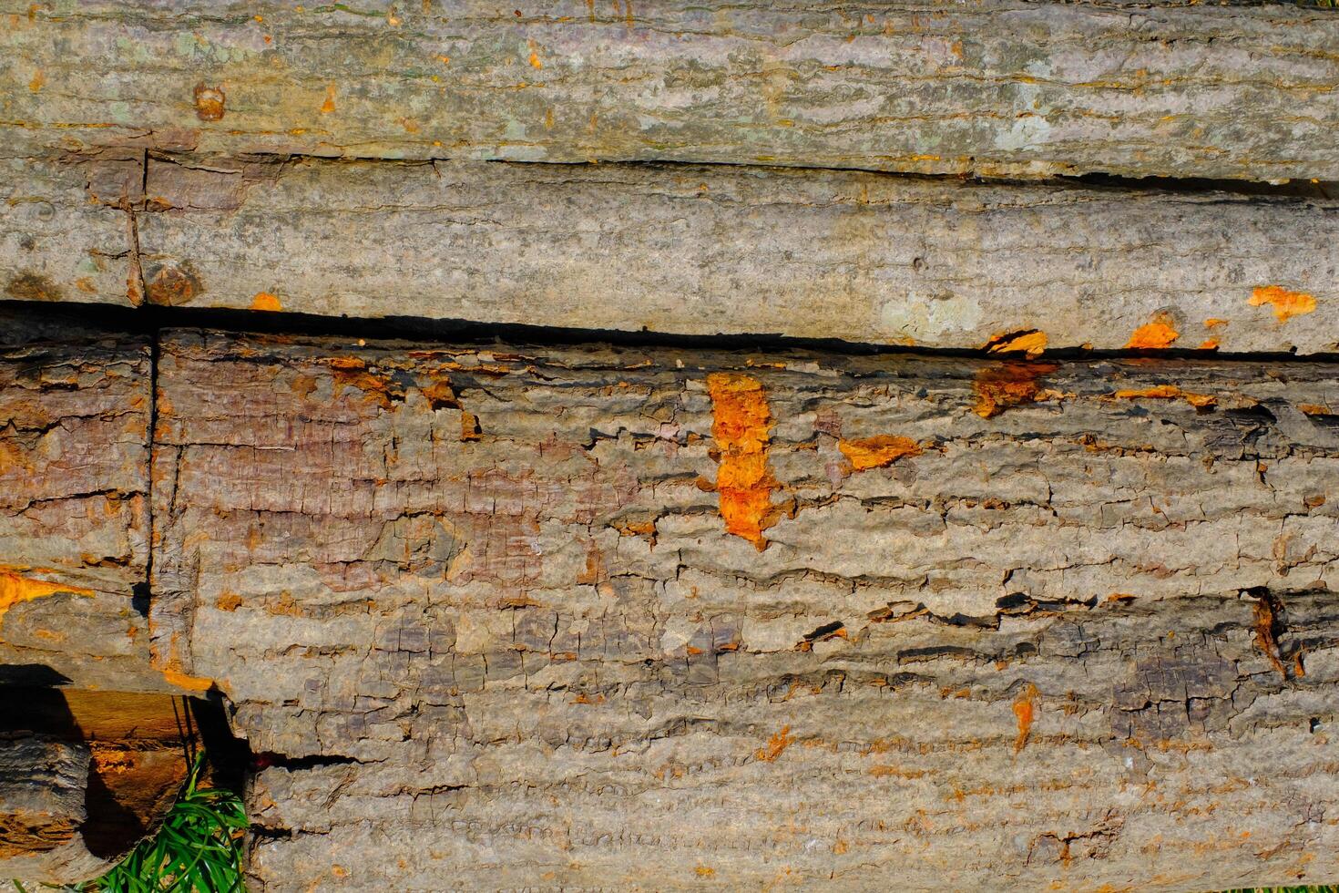 Texture and Background Photography. Photo of the texture of peeled tree bark. A whole tree bark that is peeled and dried in the sun on the side of the road. Bandung - Indonesia