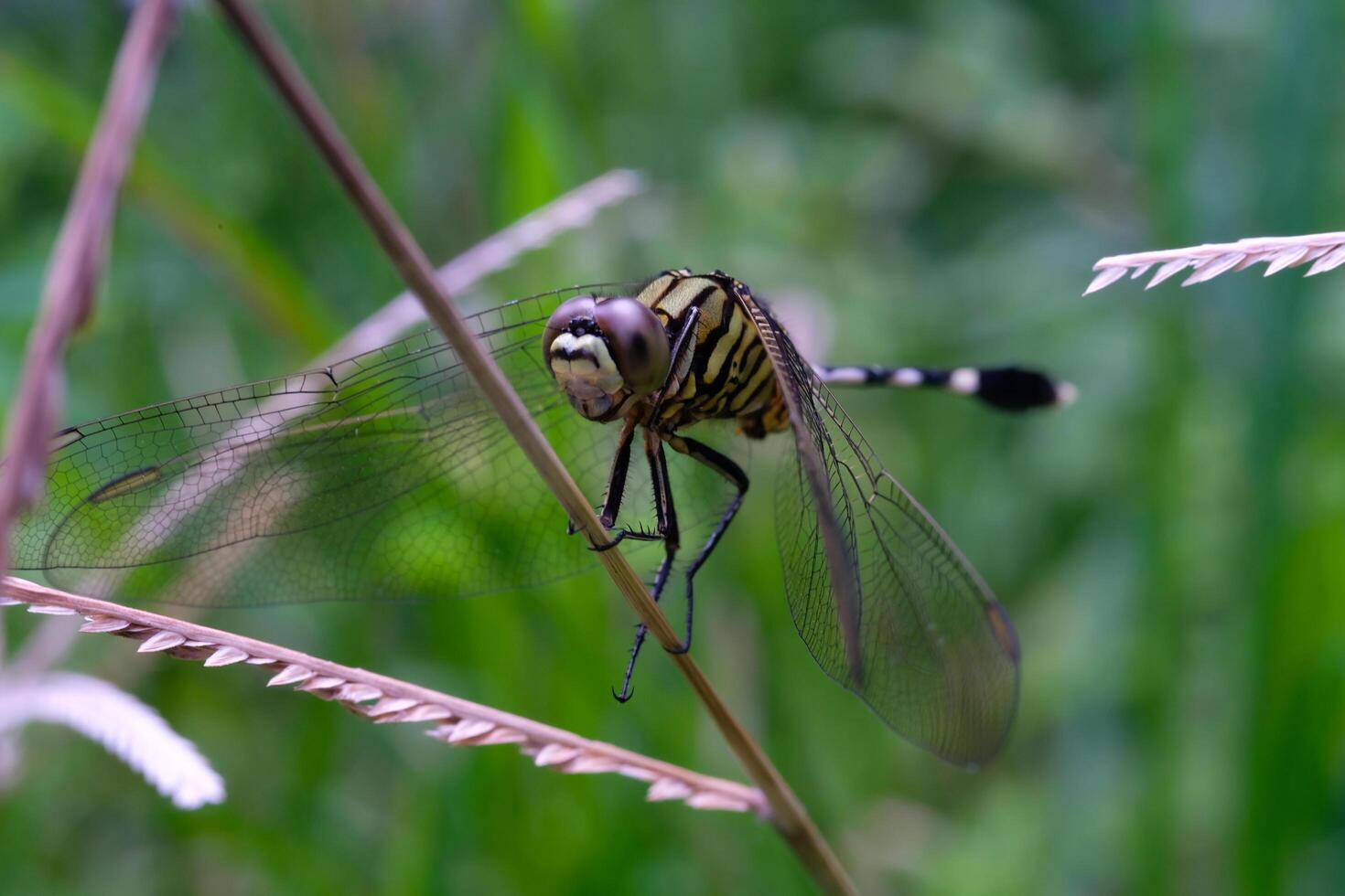 Photography of a dragonfly perched on a weed. Macro shot of a dragonfly in the wild. Graphic Resources. Animal Themes. Animal Closeup. Nature Photography Concept. Shot in macro lens photo