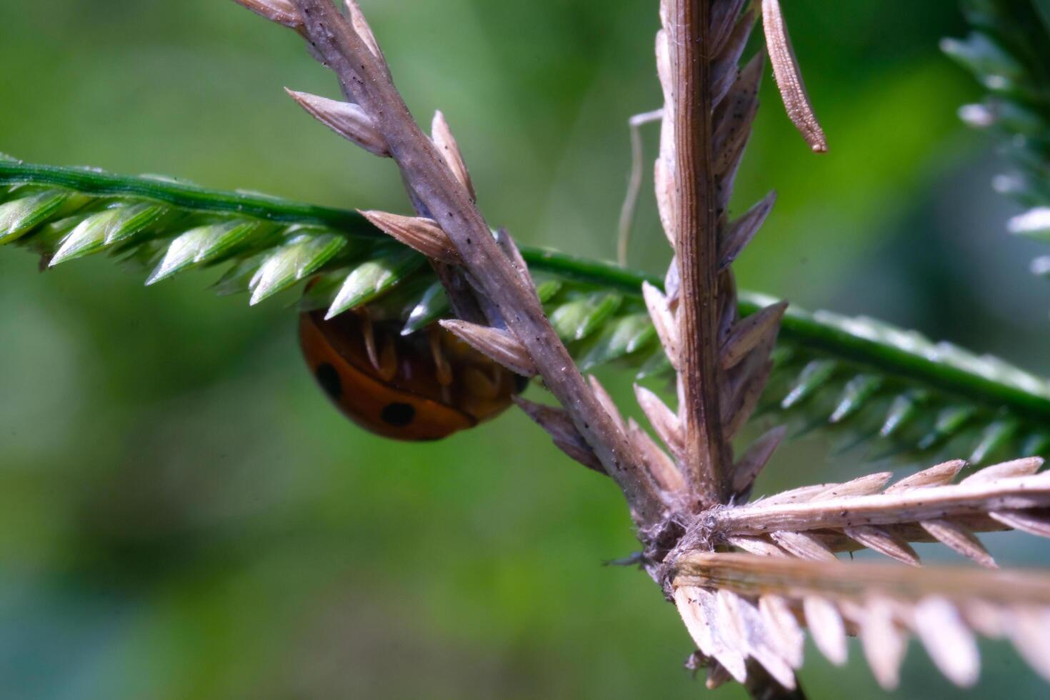 Macrophotography Red Ladybug in a weed. Close up photo of red ladybug living in the wild. Graphic Resources. Animal Themes. Animal Close Up. Macro Photography