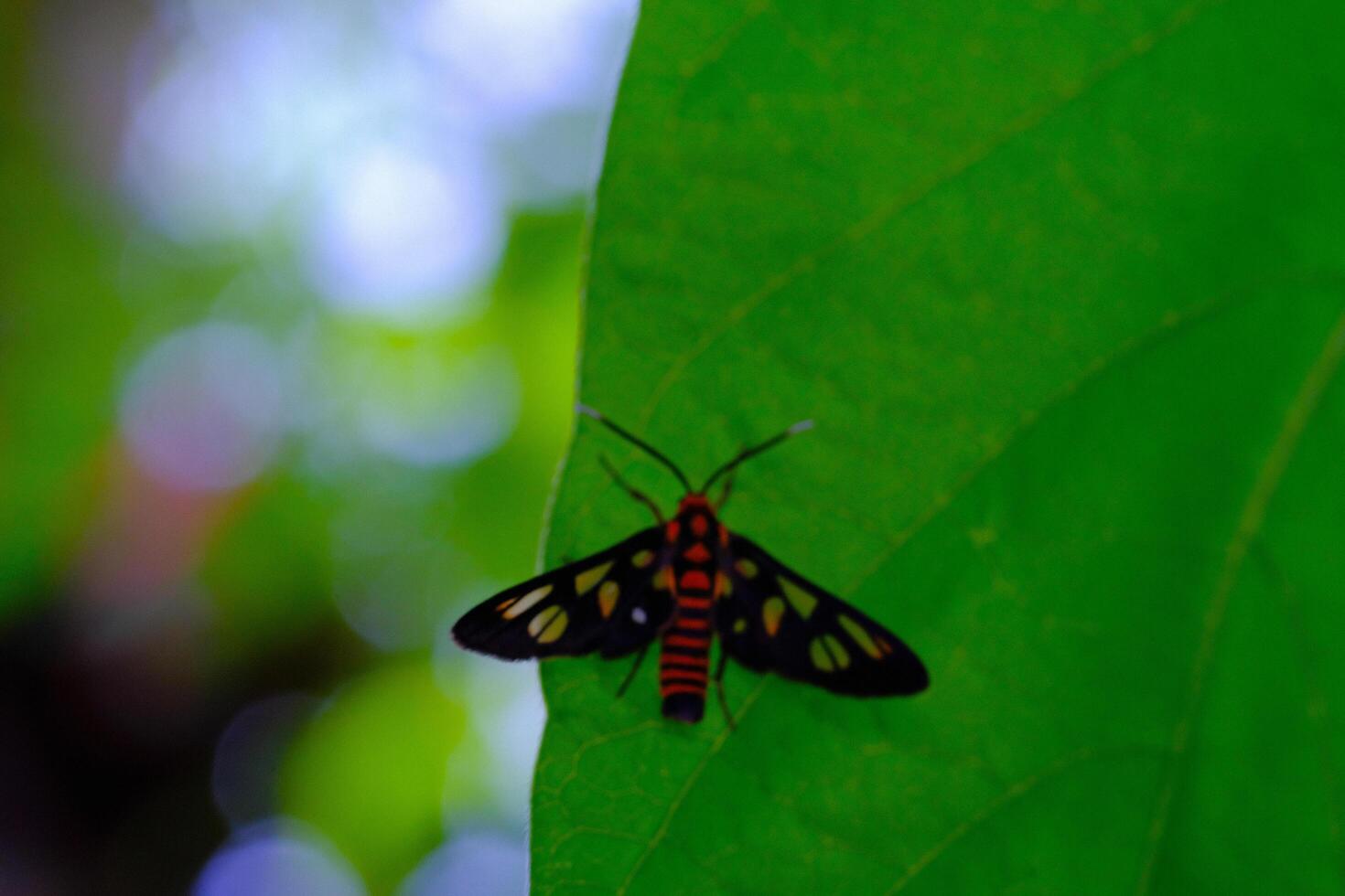 Macro Photography of Wasp Moth. Animal Closeups. Macro photo of a Wasp Moth or Amata Huebneri perched vertically on a leaf. Photographed using a macro lens. Bandung - Indonesia. Macro