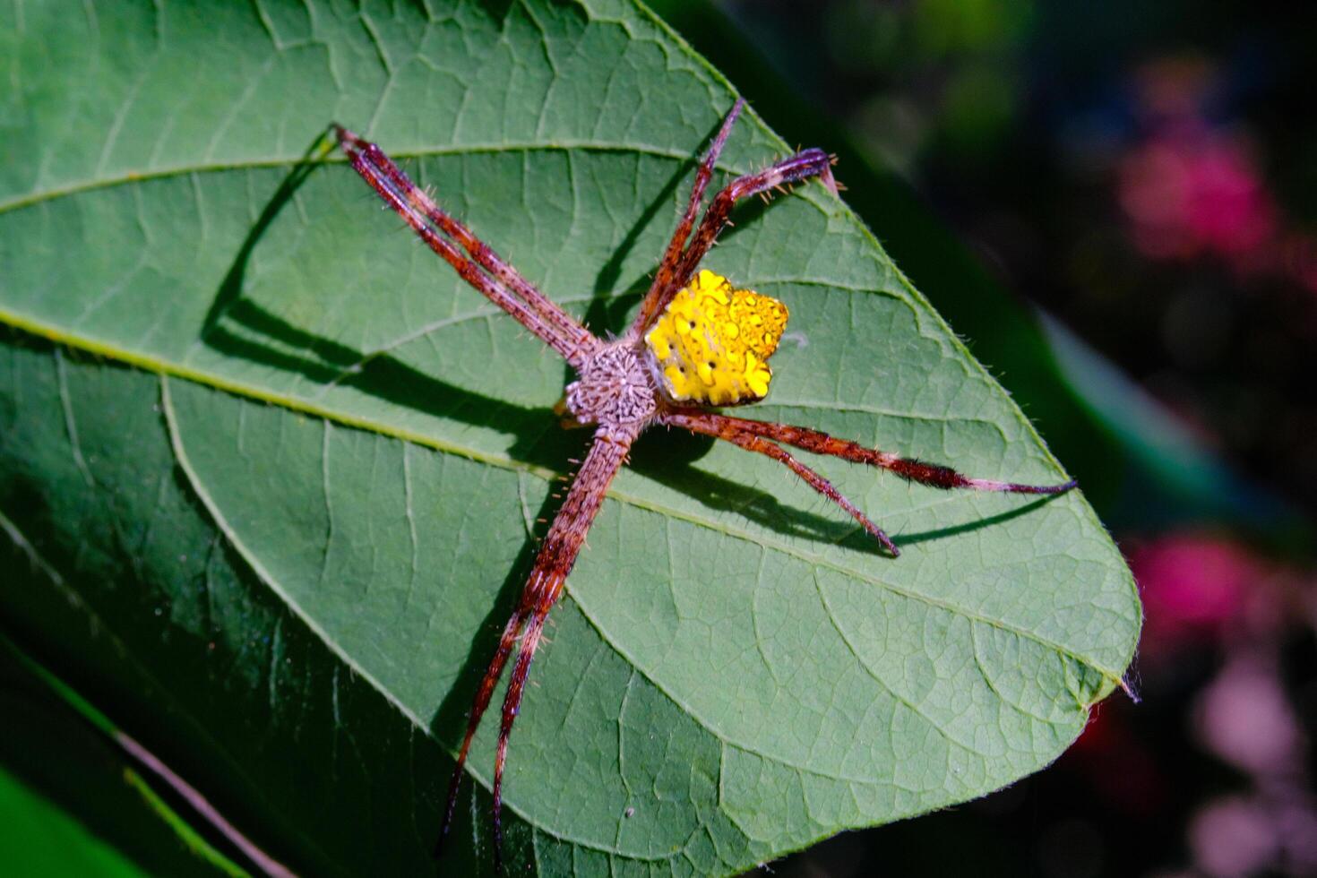 Macro Photography Yellow garden spider. Animal Closeups. Macro photo Yellow garden spider or Argiope Appensa hiding in the leaves. Photographed using a macro lens. Bandung - Indonesia. Macro