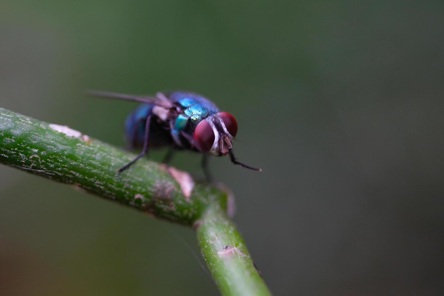 Photography of green flies on a green stalk. Macro shot of green fly in the wild isolated. Graphic Resources. Animal Themes. Animal Closeup. Nature Photography Concept. Macro Photography photo