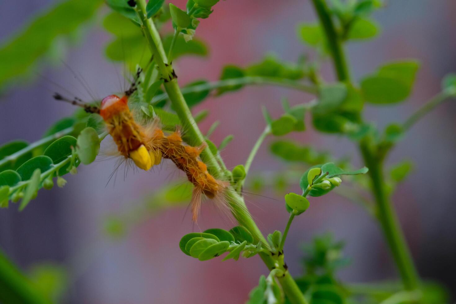Photography of orange Caterpillar on wild plants. Macro shot of caterpillar in the wild isolated. Graphic Resources. Animal Themes. Animal Closeup. Nature Photography Concept. Macrophotography photo
