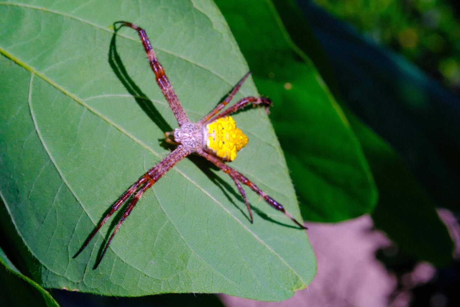 Macro Photography Yellow garden spider. Animal Closeups. Macro photo Yellow garden spider or Argiope Appensa hiding in the leaves. Photographed using a macro lens. Bandung - Indonesia. Macro
