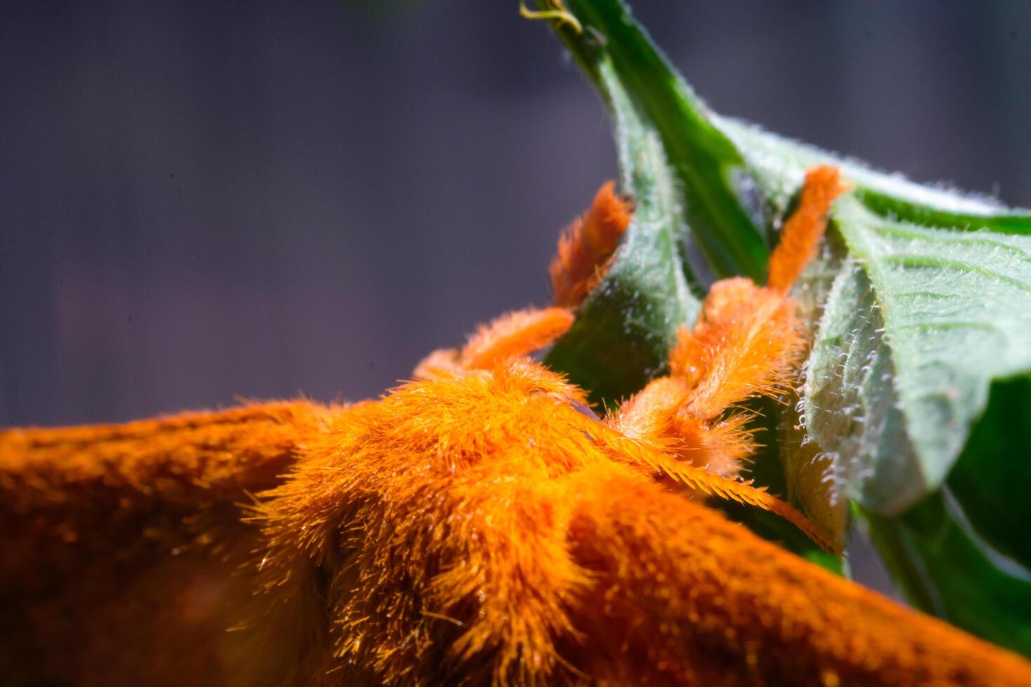 Photography of a moth's back full of hair. Macro shot of orange fuzz. Graphic Resources. Animal Themes. Animal Closeup. Nature Photography Concept. Shot in macro lens photo