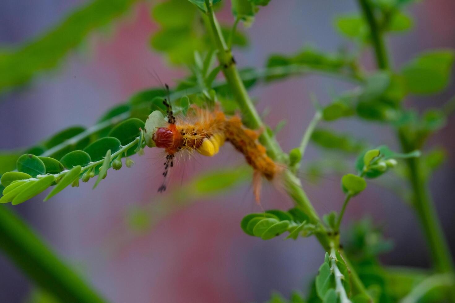Photography of orange Caterpillar on wild plants. Macro shot of caterpillar in the wild isolated. Graphic Resources. Animal Themes. Animal Closeup. Nature Photography Concept. Macrophotography photo