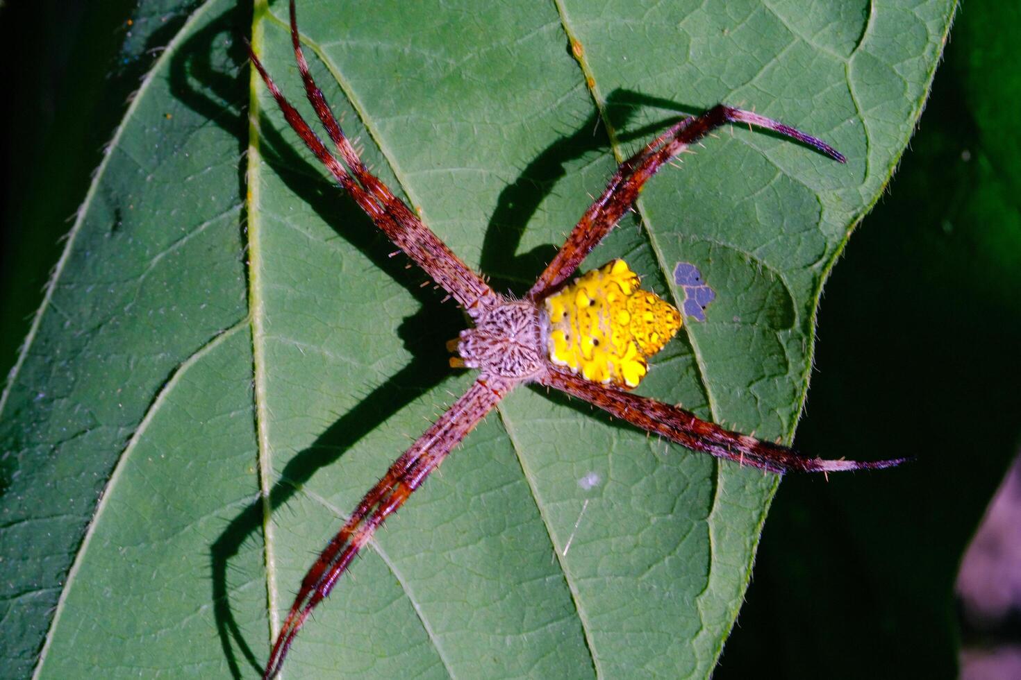 Macro Photography Yellow garden spider. Animal Closeups. Macro photo Yellow garden spider or Argiope Appensa hiding in the leaves. Photographed using a macro lens. Bandung - Indonesia. Macro