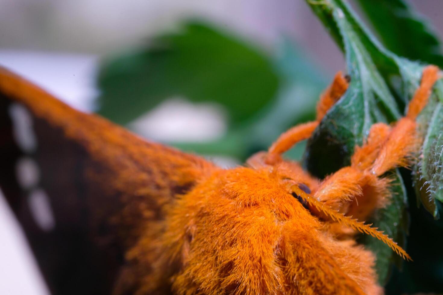 Photography of a moth's back full of hair. Macro shot of orange fuzz. Graphic Resources. Animal Themes. Animal Closeup. Nature Photography Concept. Shot in macro lens photo