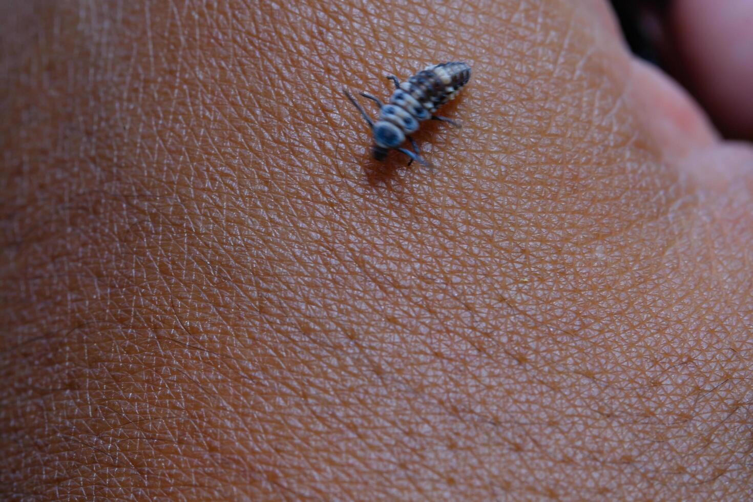 Photography of aphids landing on hands. Macro shot of aphids the wild isolated with hand skin background. Graphic Resources. Animal Themes. Animal Closeup. Nature Photography Concept. photo