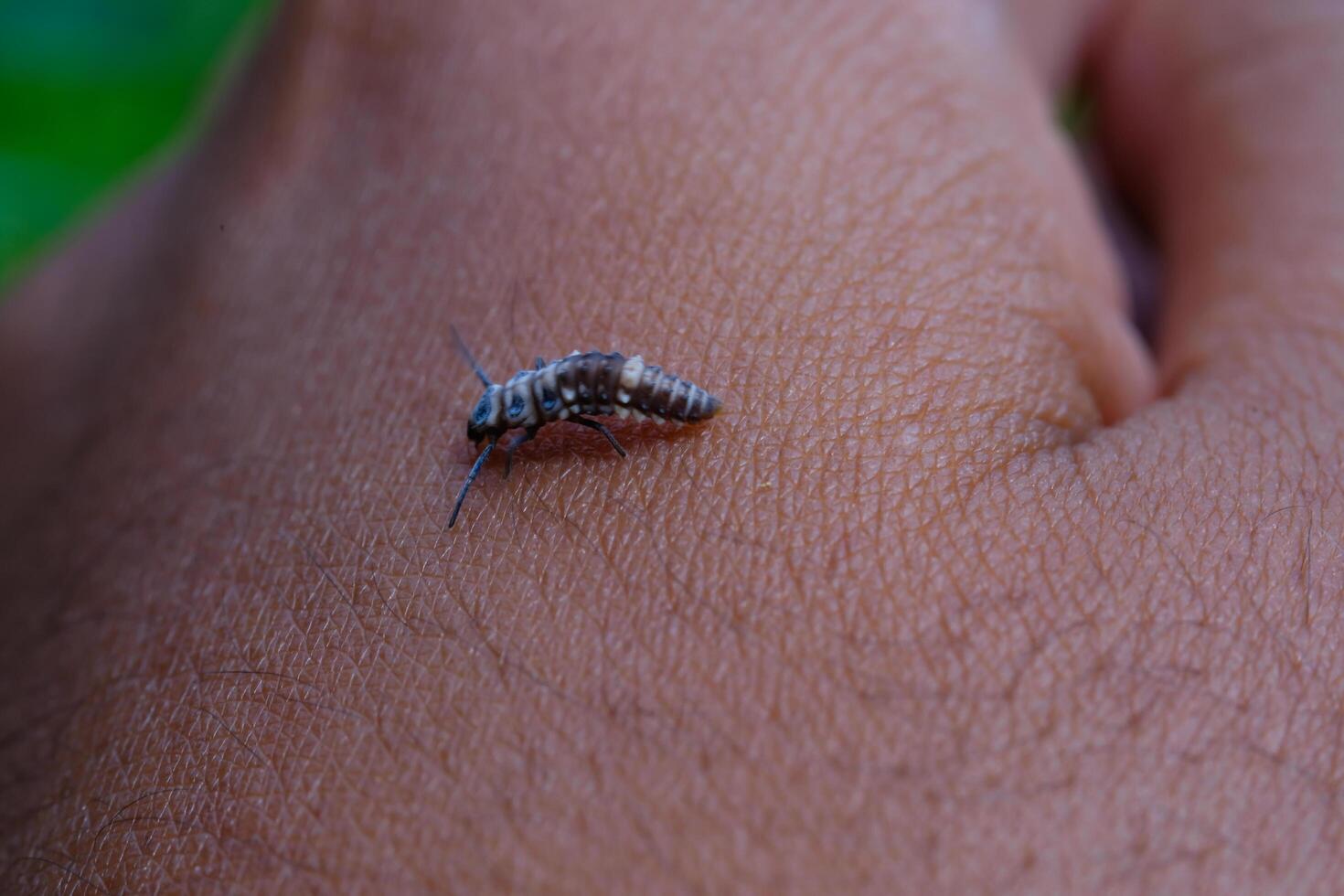 Photography of aphids landing on hands. Macro shot of aphids the wild isolated with hand skin background. Graphic Resources. Animal Themes. Animal Closeup. Nature Photography Concept. photo