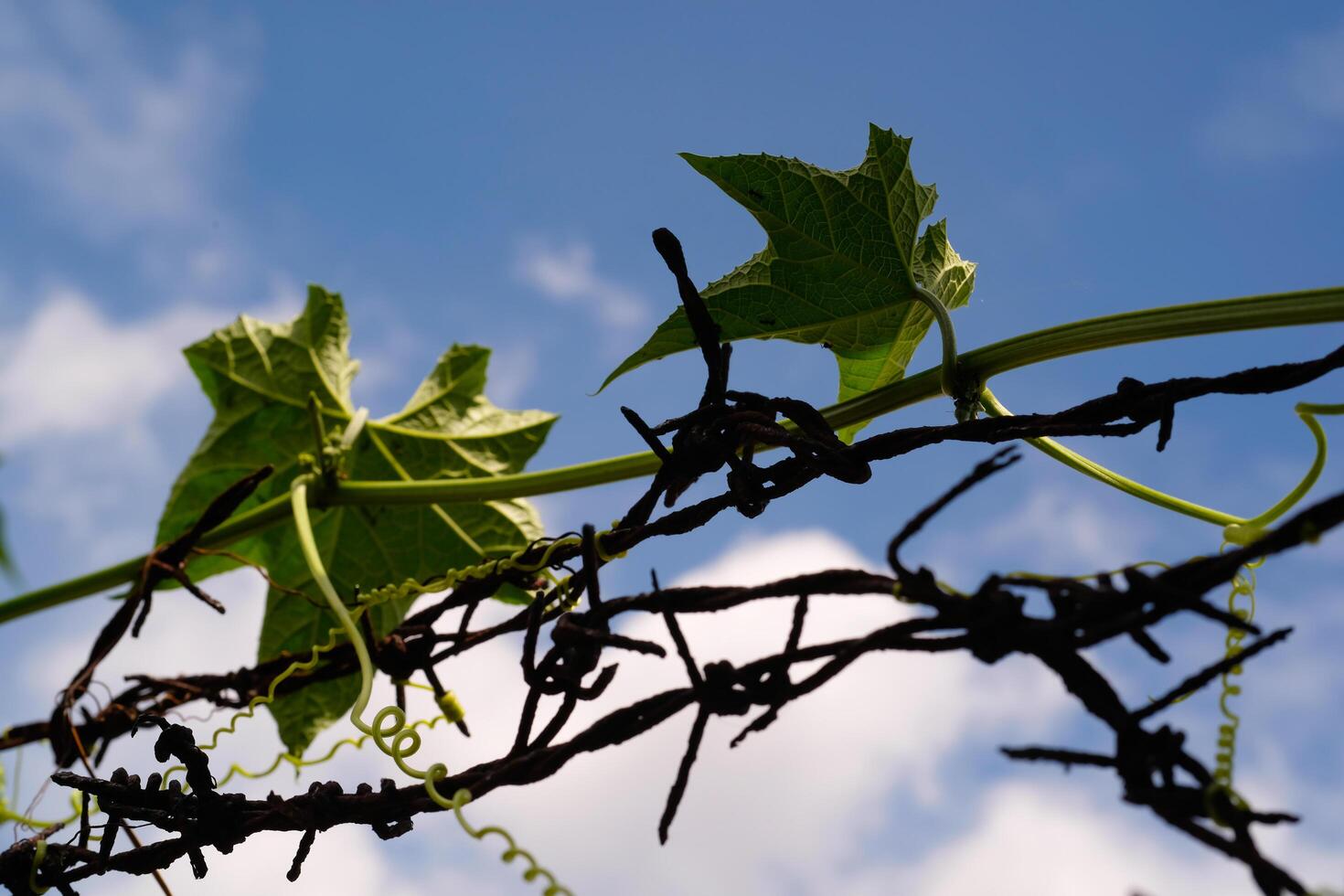 Photography of pumpkin plants creeping across a thorny fence. Vines on a thorny fence with a blue sky background. Graphic Resources. Textured Background. Wallpapers. Nature Photography Concept photo