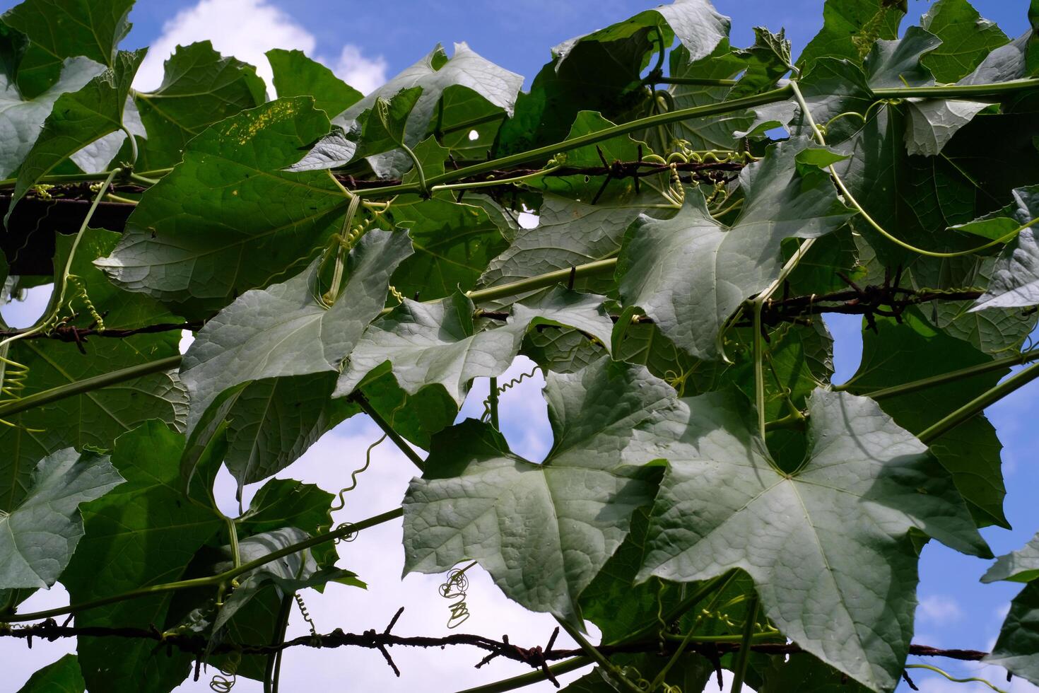 Photography of pumpkin plants creeping across a thorny fence. Vines on a thorny fence with a blue sky background. Graphic Resources. Textured Background. Wallpapers. Nature Photography Concept photo