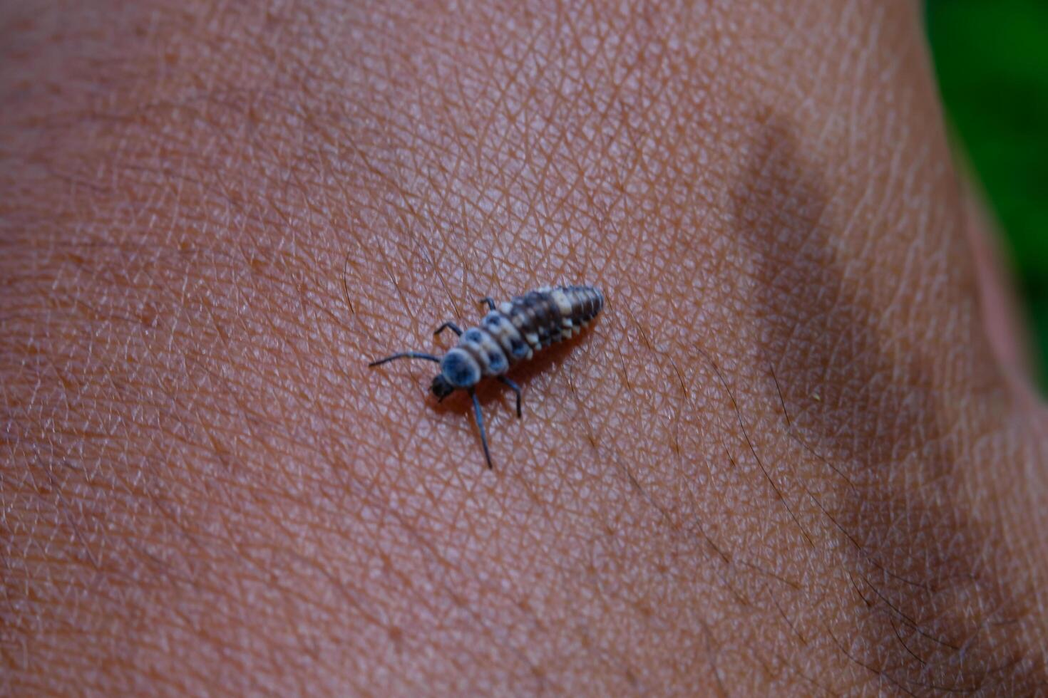 Photography of aphids landing on hands. Macro shot of aphids the wild isolated with hand skin background. Graphic Resources. Animal Themes. Animal Closeup. Nature Photography Concept. photo