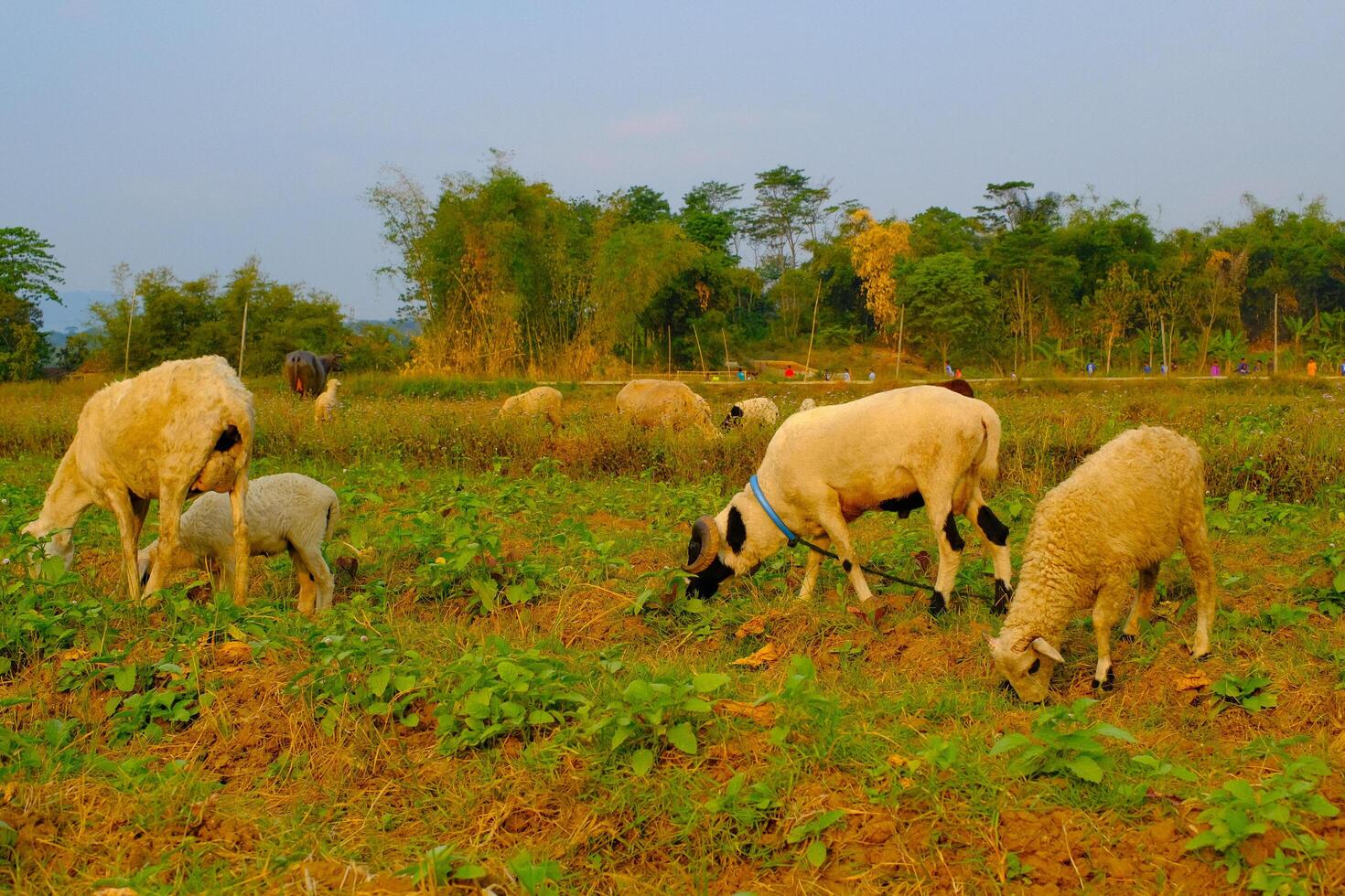 Animal Wild Life Photography. Peaceful Landscape with Grazing Cattle and Sheep. A group of sheep are enjoying the grass in a harvested rice field. Countryside herd grazing in lush meadows with trees. photo