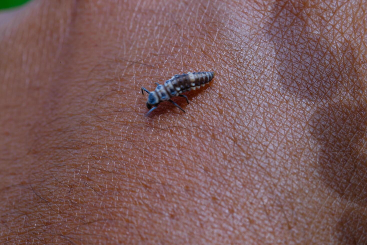 Photography of aphids landing on hands. Macro shot of aphids the wild isolated with hand skin background. Graphic Resources. Animal Themes. Animal Closeup. Nature Photography Concept. photo