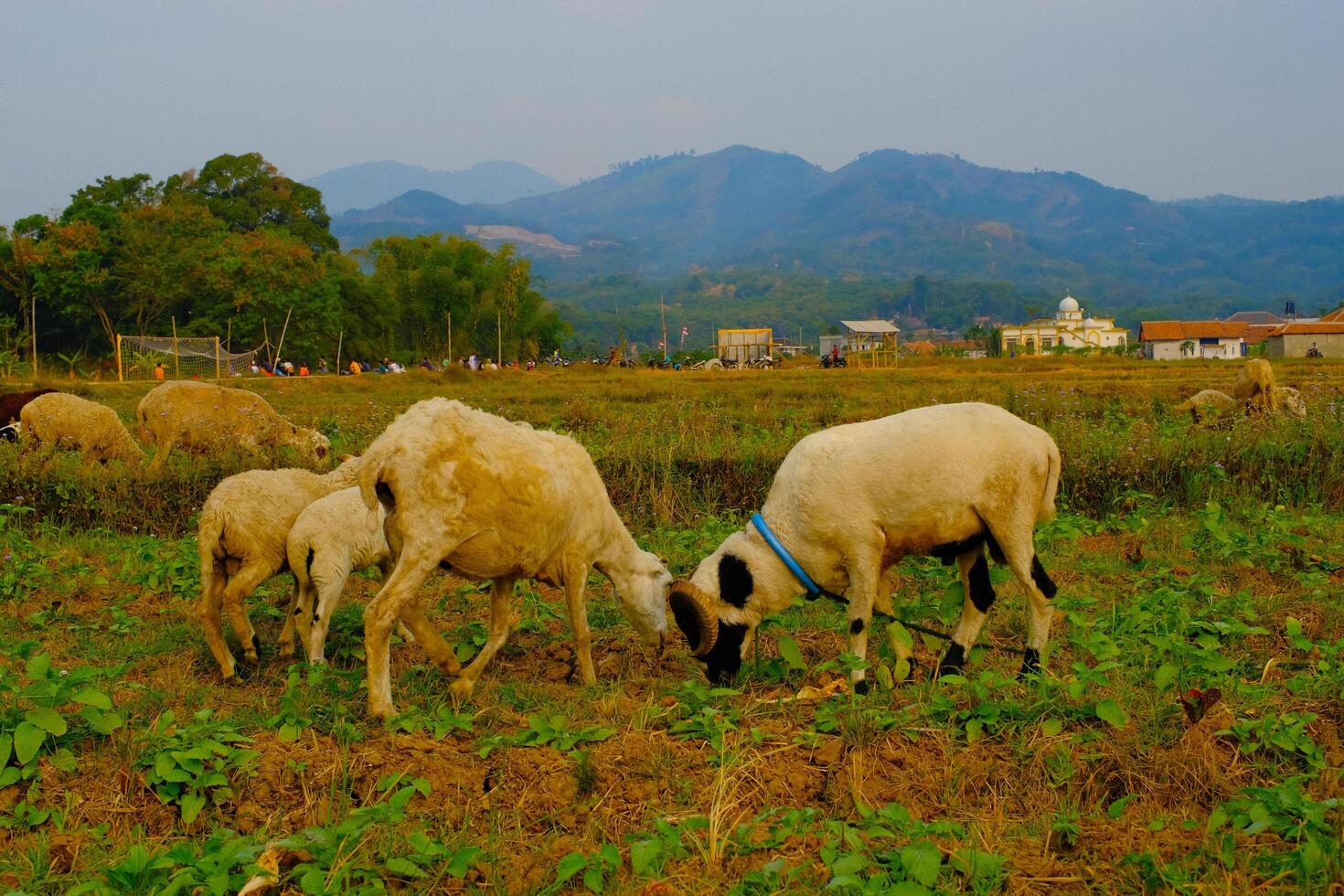 Animal Wild Life Photography. Peaceful Landscape with Grazing Cattle and Sheep. A group of sheep are enjoying the grass in a harvested rice field. Countryside herd grazing in lush meadows with trees. photo