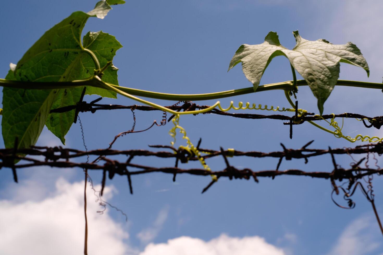 Photography of pumpkin plants creeping across a thorny fence. Vines on a thorny fence with a blue sky background. Graphic Resources. Textured Background. Wallpapers. Nature Photography Concept photo