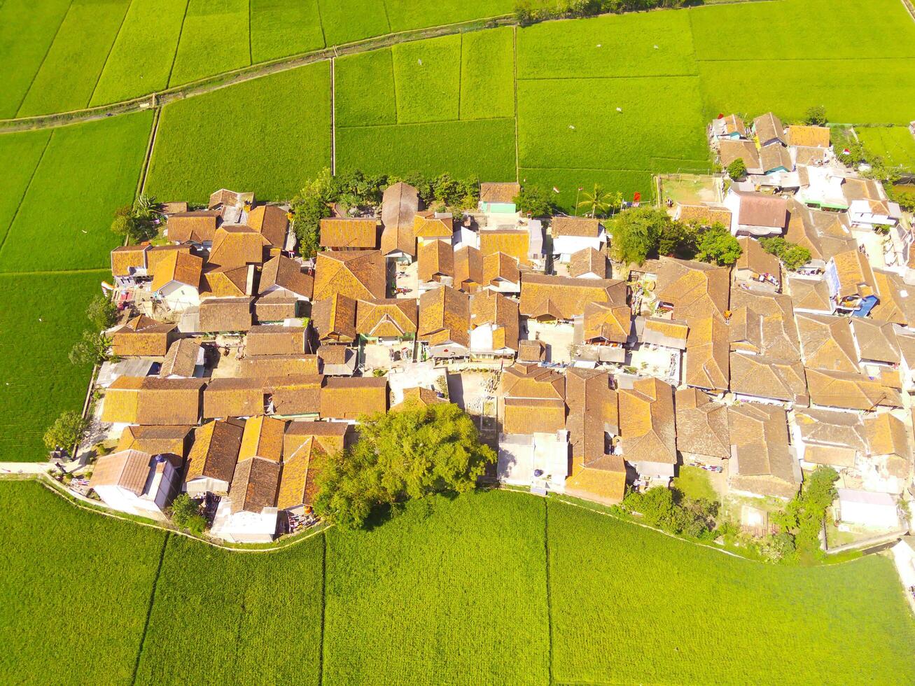 Settlements and rice fields. Aerial drone shot of landscape view of Green grassy rice field with residential areas at the foot of Mount Pangradinan - Bandung, Indonesia. Aerial View of Lush Rice field photo