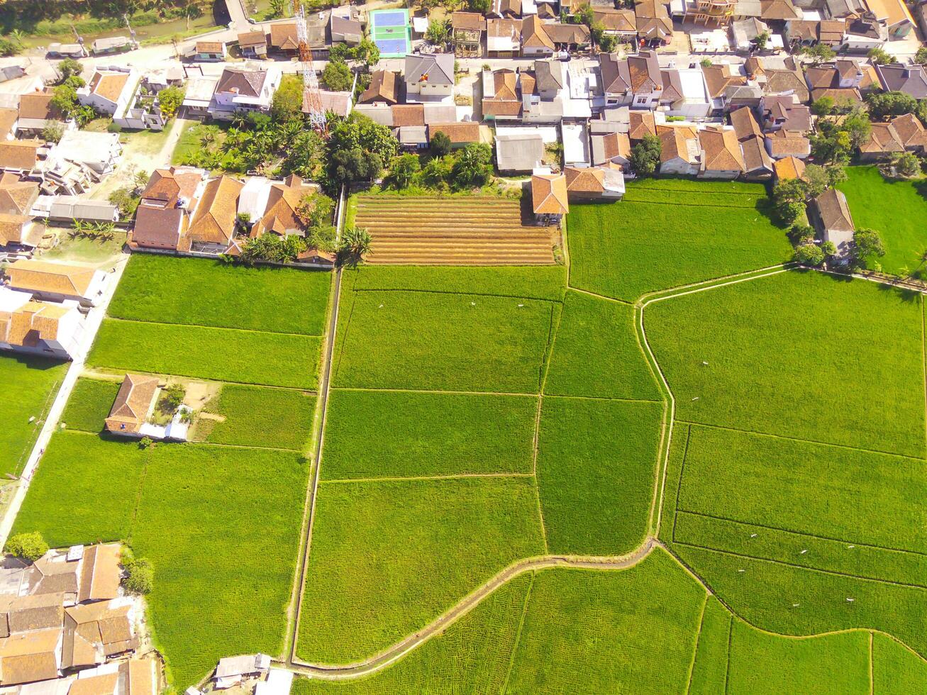 Settlements and rice fields. Aerial drone shot of landscape view of Green grassy rice field with residential areas at the foot of Mount Pangradinan - Bandung, Indonesia. Aerial View of Lush Rice field photo