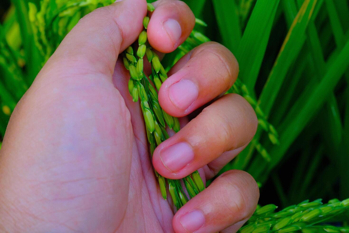 Macro Photography. Plants Close up. Macro photo of a left hand touching and feeling the rice grains, to ensure the rice grows healthy and fertile. Shot in Macro lens