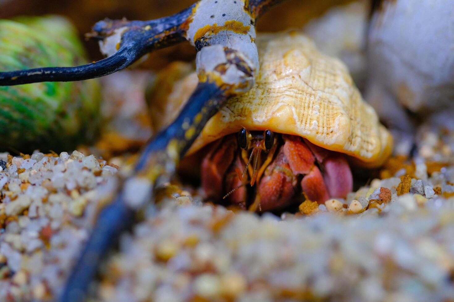 Animal Photography. Animal Close up. Macro shot of Red hermit crab with white shell, hermit crab is walking on sand in crabitat. Shot in Macro lens photo